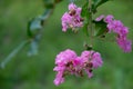 Ã§Â´Â«Ã¨ââ¡Ã¯Â¼ËÃ¦â¹â°Ã¤Â¸ÂÃ¦ââ¡Ã¥ÂÂÃ¯Â¼Å¡Lagerstroemia indica L.Ã¯Â¼â°